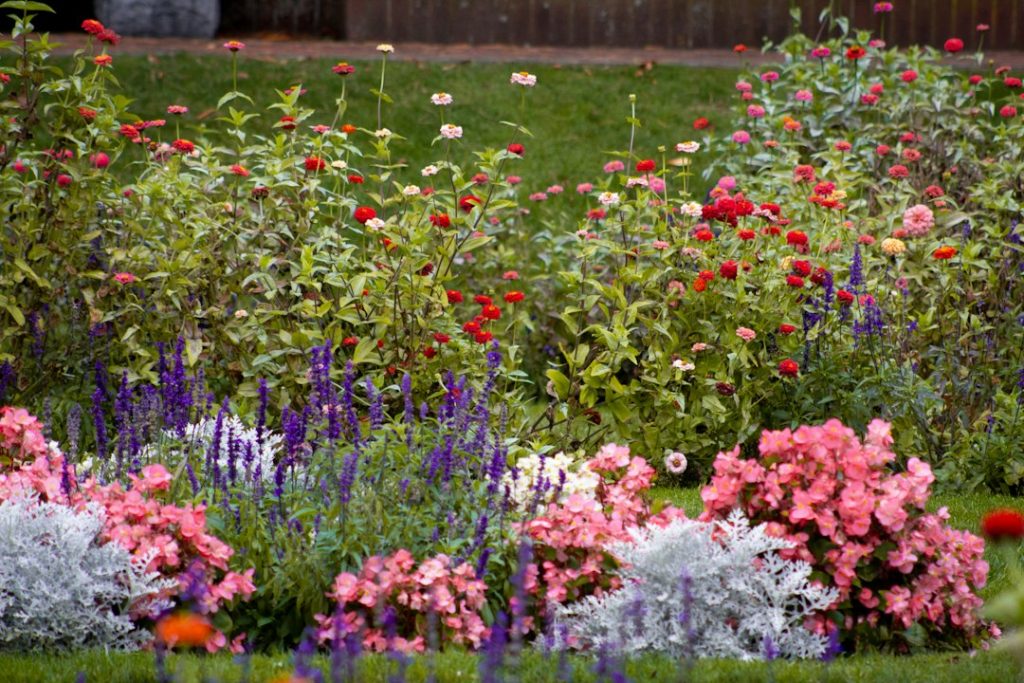 A vibrant flower garden showcasing various seasonal blooms including red, pink, and purple flowers.